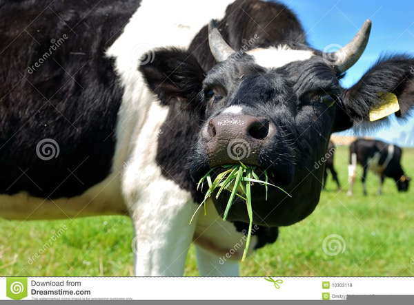 Cow Eating Grass Clipart | Free Images at Clker.com - vector clip art  online, royalty free & public domain