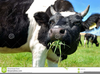 Cow Eating Grass Clipart Image