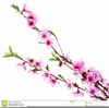 Blossoms Clipart Image