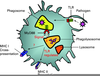 Dendritic Cells Diagram Image