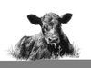 Aberdeen Angus Clipart Image