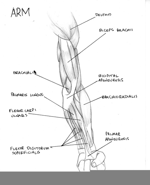 Arm Diagram Labeled | Free Images at Clker.com - vector clip art online