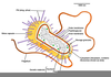 Bacteria Model Labeled Image