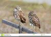 Clipart On Burrowing Owls Image
