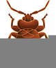 Free Clipart Bedbug Image