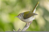 Common Tailorbird Sound Image