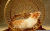 Hamster Wheel Power Image