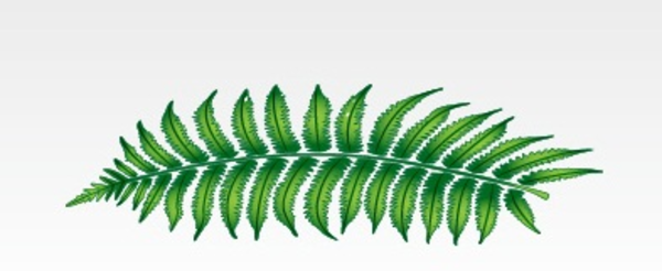 clip art fern leaf - photo #49