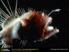 Angler Fish Glow Image