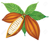 Cocoa Bean Clipart Image