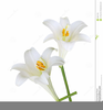 Clipart Easter Lily Image