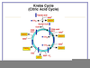 Mitochondria Diagram Quiz Image