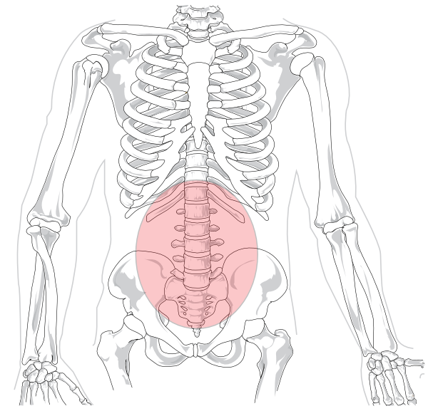 human skeleton cartoon. Region In Human Skeleton