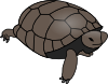 Turtle Clip Art