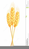 Ears Of Wheat Clipart Image