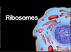 Ribosomes Definition Image