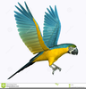 Free Parrot Clipart Image