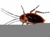 Clipart Animations Crickets Image