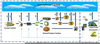 Biomass Carbon Cycle Image