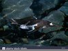 Penguin Underwater Video Image