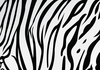 Tiger Skin Clipart Image