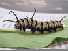 Queen Butterfly Caterpillar Image