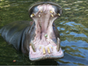 Hippo Mouth Facts Image