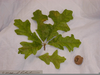 Overcup Oak Leaf Image