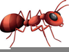 Free Animated Ants Clipart Image