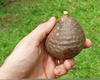 Dioscorea Bulbifera Australia Image