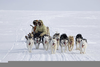 Inuit Sled Dog Image
