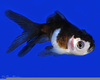 Panda Oranda Goldfish Image