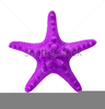 Purple Starfish Clipart Image