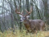 Whitetail Buck Clipart Image