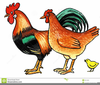 Chicken Hen Clipart Image