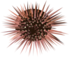 Sea Urchin Clip Art