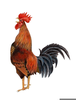 Rooster Cliparts Image