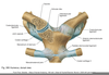 Intra Articular Disc Ligament Image