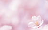 Free Spring Background Clipart Image