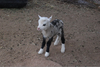 Goat Sheep Geep Image