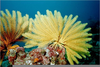 Crinoidea Sea Lilies Image
