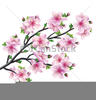 Japanese Cherry Blossom Tree Clipart Image