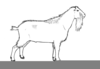 Meat Goat Clipart Image