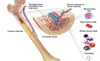 Hematopoiesis Bone Marrow Image