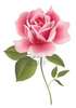 Clipart Free Pink Rose Image