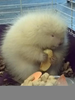 Baby Albino Porcupine Image