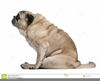 Free Pug Dog Clipart Image