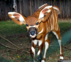 Bongo Antelope Images Image
