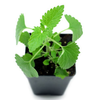 Catnip Plant Image