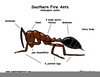 Fire Ants Diagram Image
